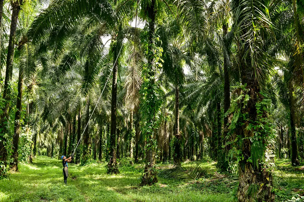 Plantación de palmeras