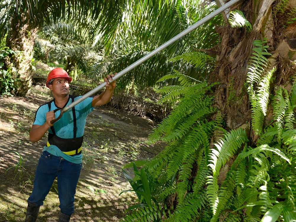 hombre cosechando frutos de palma en el bosque de palmeras