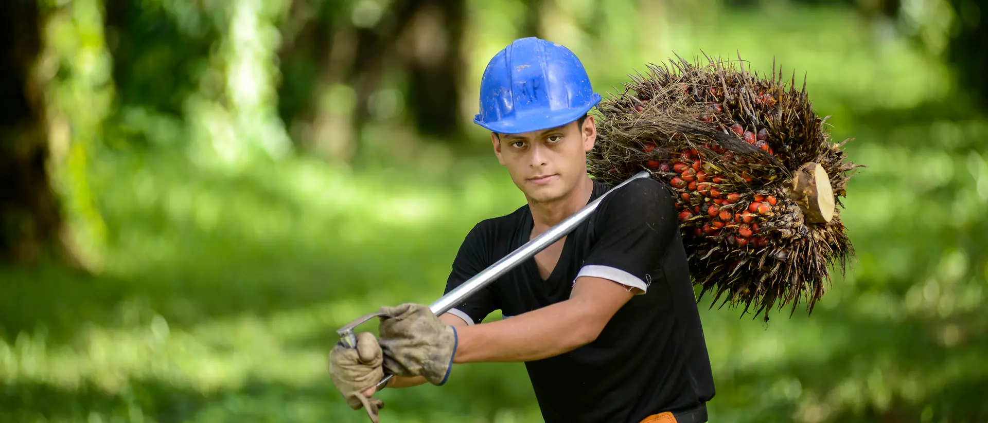 Trabajador con casco azul, transportando frutos de palmera en una plantación de palmeras