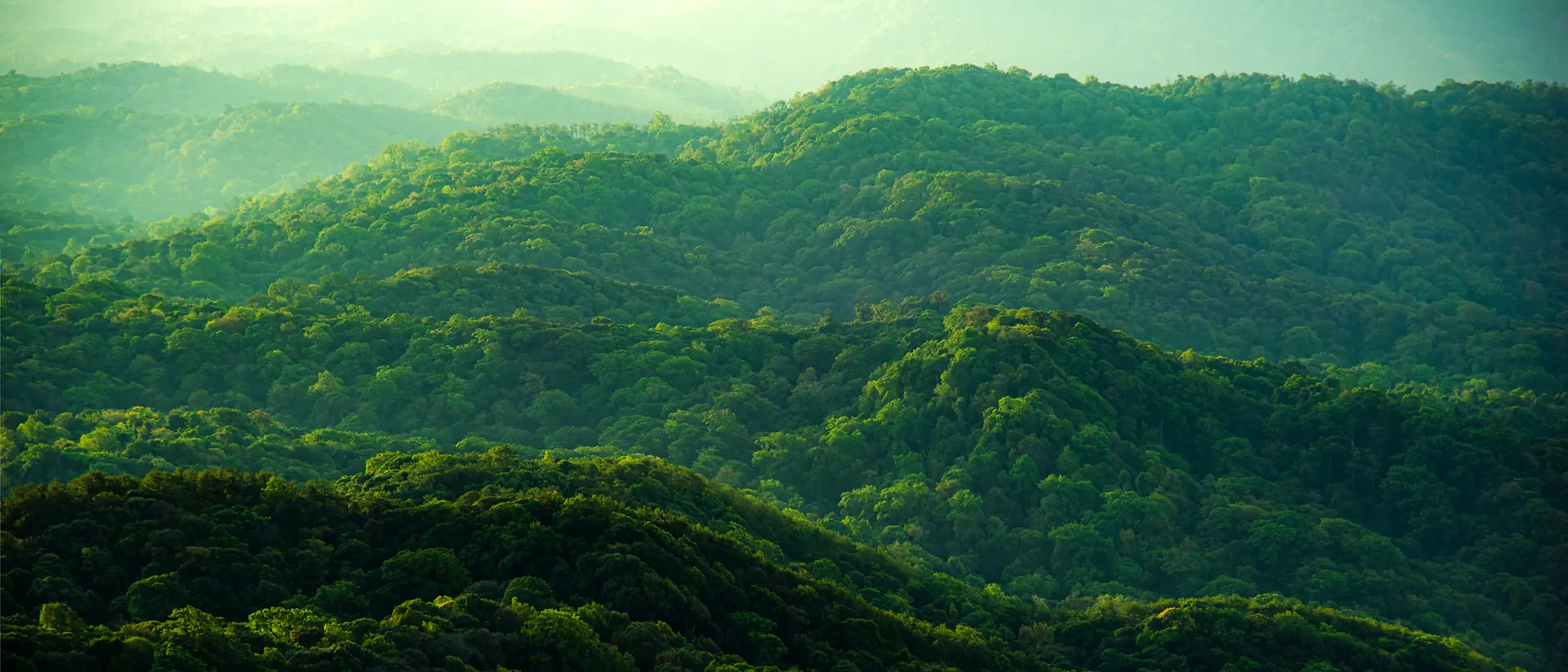 Bosque