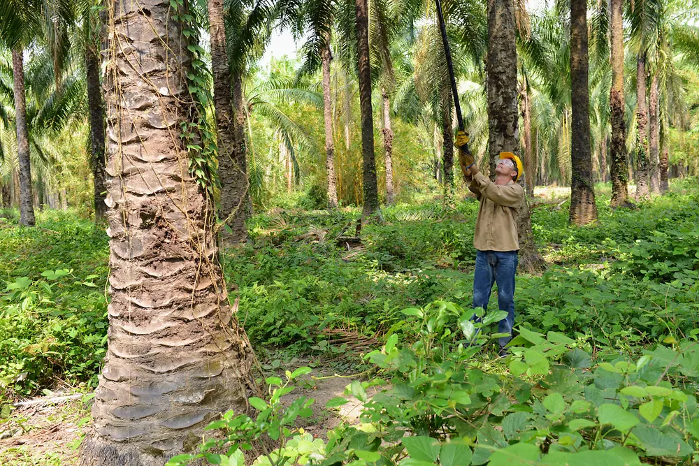 Persona trabajando en una plantación rodeada de árboles y vegetación, representando el compromiso de Henkel de asegurar estándares de sostenibilidad en su cadena de suministro para 2030.