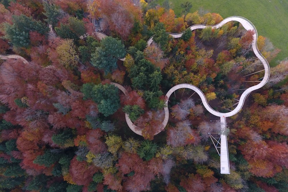 Switzerland's first treetop walkway 